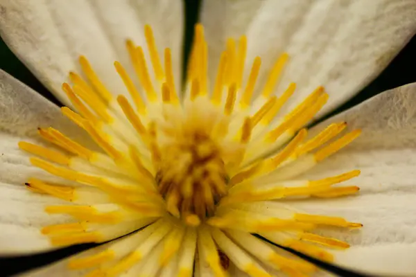 Clematis Çiçeklerinin Manzarası — Stok fotoğraf