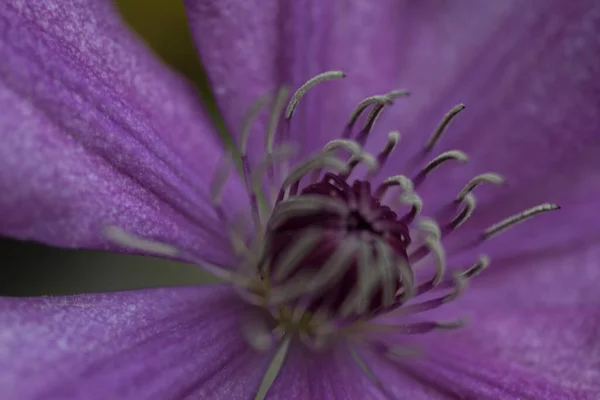クレマチスの花の眺め — ストック写真