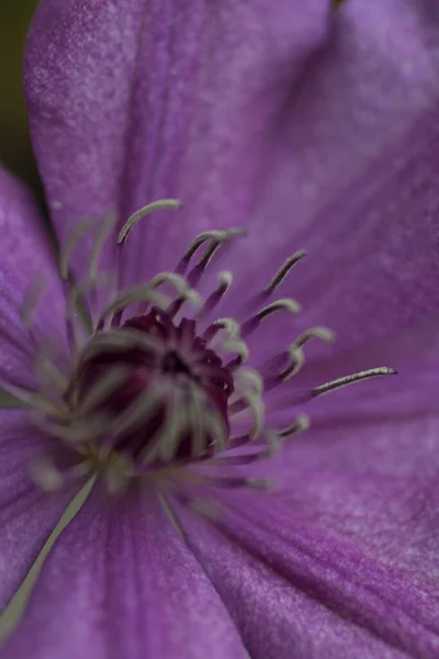 Clematis Çiçeklerinin Manzarası — Stok fotoğraf