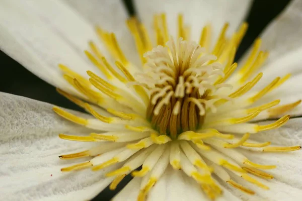 Widok Kwiaty Clematis — Zdjęcie stockowe