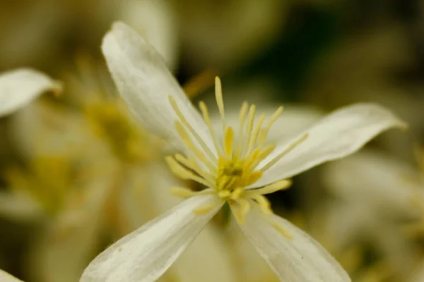 Ansichten Von Clematis Blumen — Stockfoto