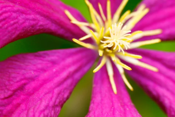 クレマチスの花の眺め — ストック写真