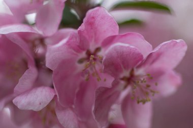 İlkbaharda açan çiçeklerin manzarası