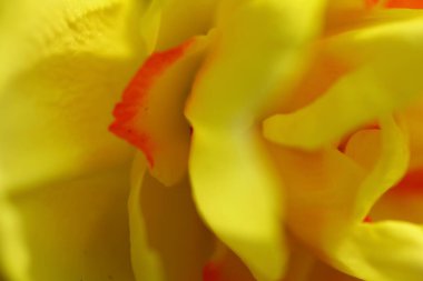 İlkbaharda açan çiçeklerin manzarası