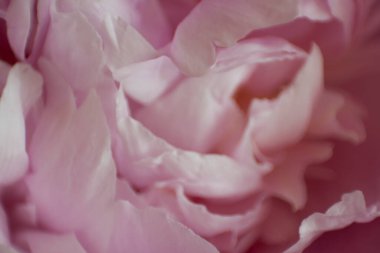 İlkbaharda açan çiçeklerin manzarası