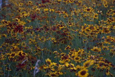 İlkbaharda açan çiçeklerin manzarası