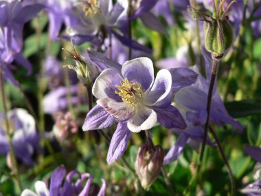 Columbine Çiçeklerinin Görüntüleri Yakından