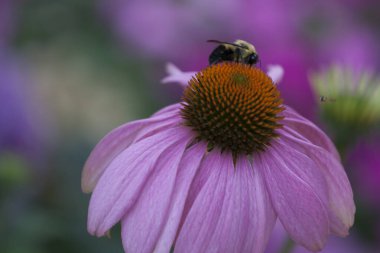 Bir Bahçedeki Koni Çiçeklerinin Manzarası