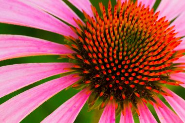 Bir Bahçedeki Koni Çiçeklerinin Manzarası