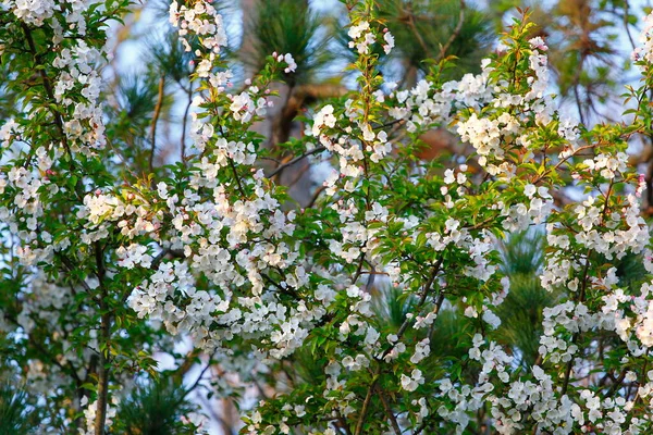 春に咲く花々の風景 — ストック写真