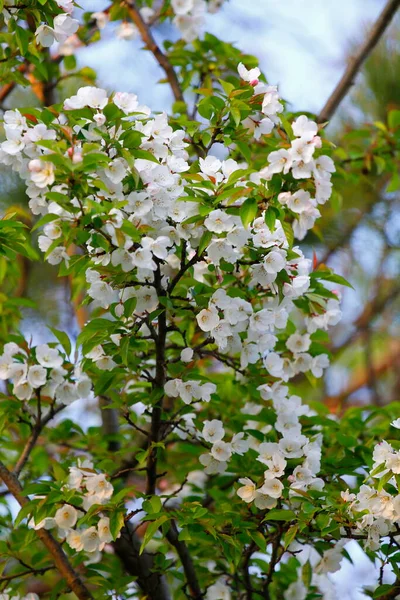 Vistas Flores Florescendo Primavera — Fotografia de Stock