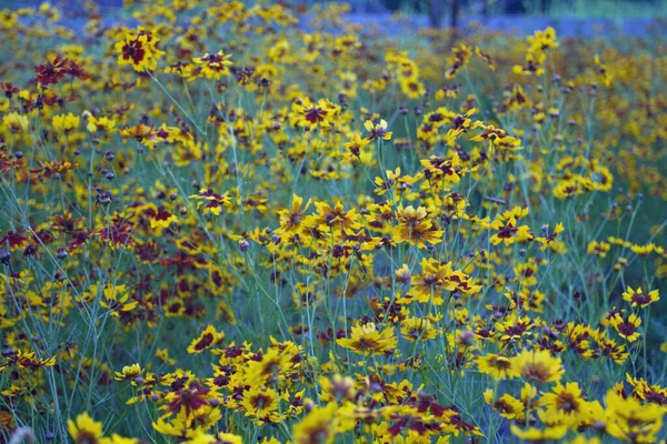 Ansichten Von Blumen Die Frühling Blühen — Stockfoto