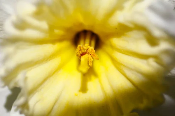 春に咲く花々の風景 — ストック写真