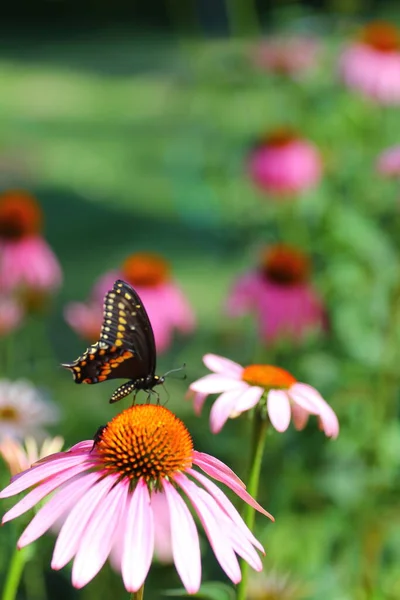 View Coneflowers Garden — Stock Photo, Image