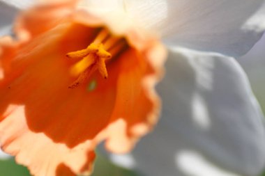 Renkli nergis çiçeklerinin görünümleri