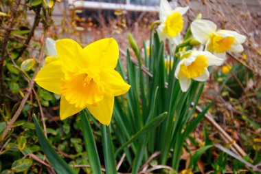Renkli nergis çiçeklerinin görünümleri