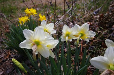 Renkli nergis çiçeklerinin görünümleri