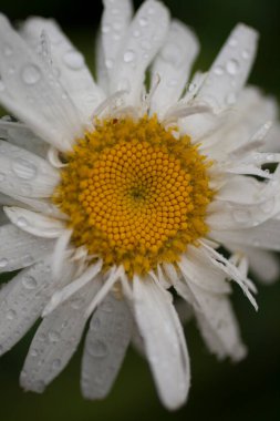 Bahçedeki Papatya Çiçekleri