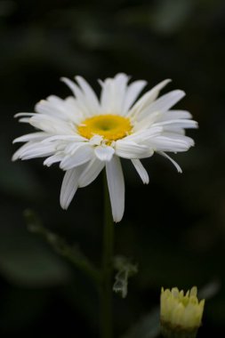 Bahçedeki Papatya Çiçekleri