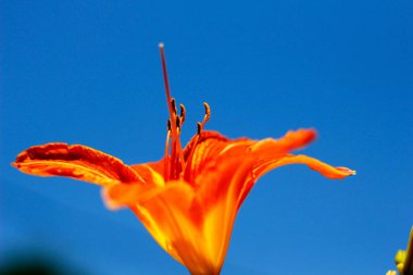 Turuncu Gündüz Mavi Gökyüzüne Karşı