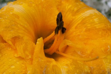 Günlük Çiçeklerin Görünümü