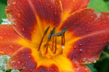 Günlük Çiçeklerin Görünümü