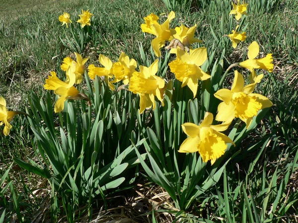 Views Colorful Daffodil Flowers — Stock Photo, Image