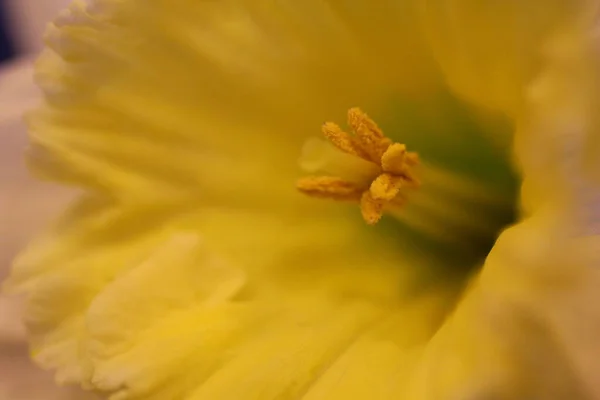 Vistas Coloridas Flores Narciso — Foto de Stock