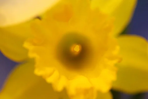 Renkli Nergis Çiçeklerinin Görünümleri — Stok fotoğraf