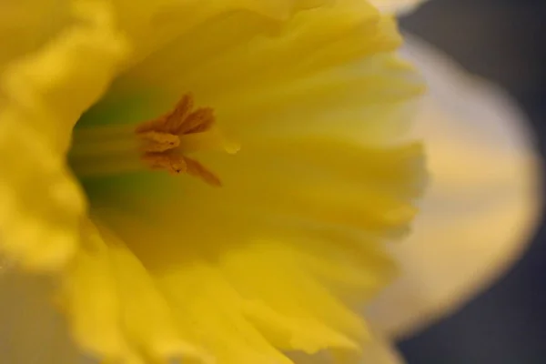 Vistas Coloridas Flores Narciso — Foto de Stock