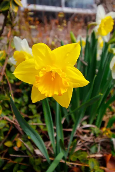 Vues Fleurs Jonquilles Colorées — Photo