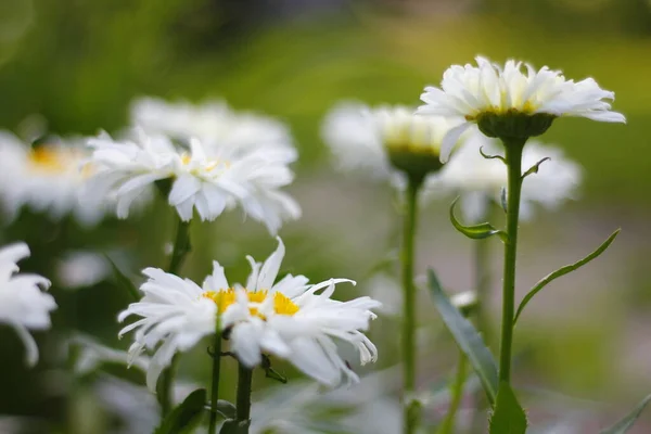 Widok Daisy Kwiaty Ogrodzie — Zdjęcie stockowe