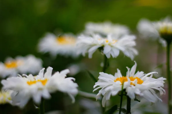 Widok Daisy Kwiaty Ogrodzie — Zdjęcie stockowe