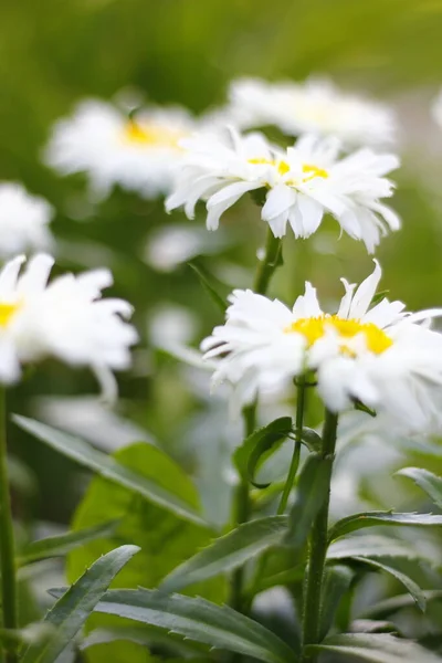 Widok Daisy Kwiaty Ogrodzie — Zdjęcie stockowe
