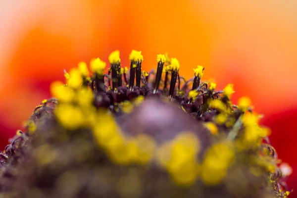 庭のデイジーの花の景色 — ストック写真