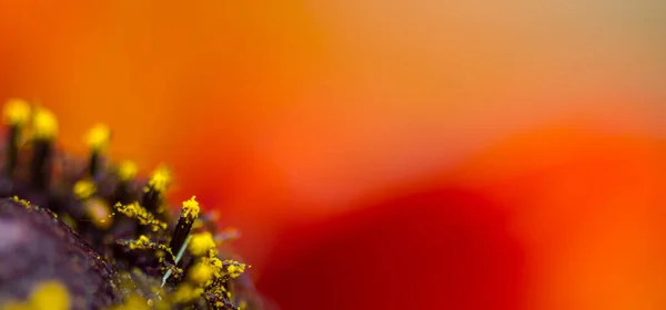 庭のデイジーの花の景色 — ストック写真