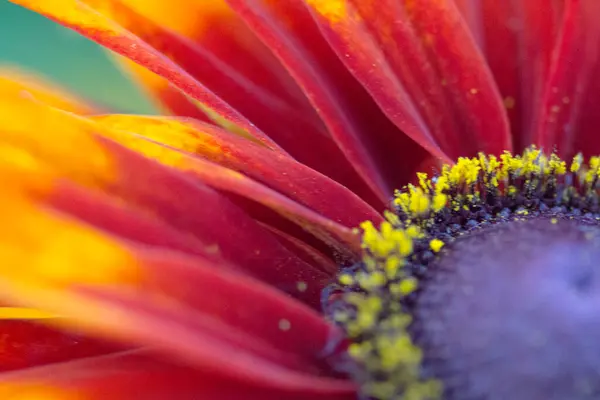 庭のデイジーの花の景色 — ストック写真