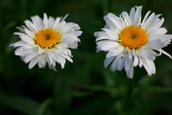 Uitzicht Daisy Flowers Een Tuin — Stockfoto