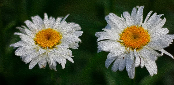 Vues Sur Marguerite Fleurs Dans Jardin — Photo