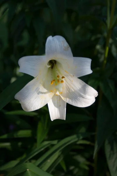 Uma Vista Das Flores Daylily — Fotografia de Stock