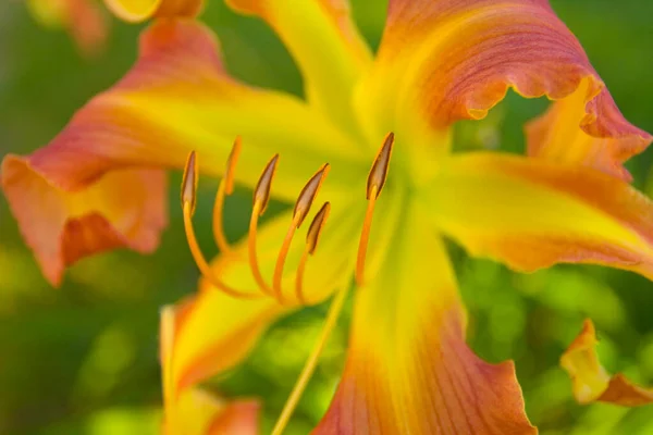 Över Daglilja Blommor — Stockfoto