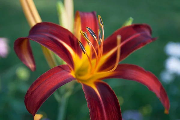 百合の花の眺め — ストック写真