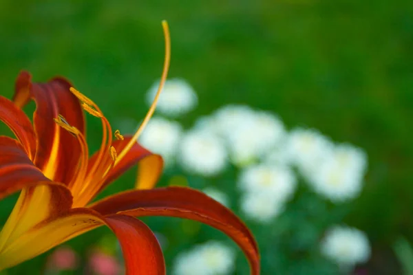 百合の花の眺め — ストック写真