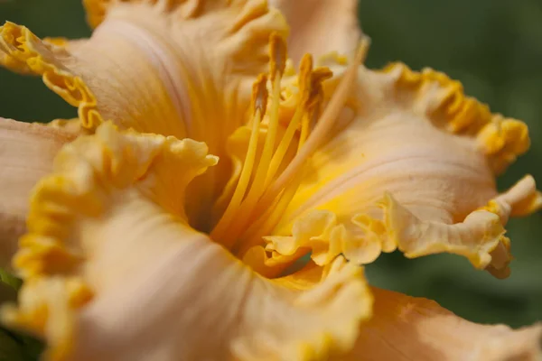 Une Vue Des Fleurs Lys — Photo