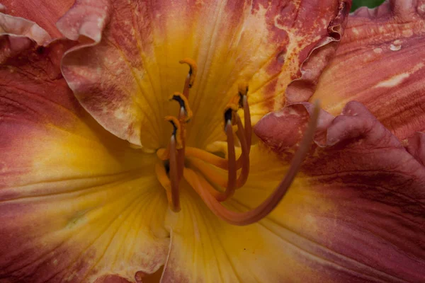 百合の花の眺め — ストック写真