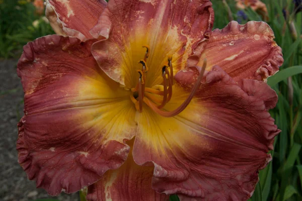 百合の花の眺め — ストック写真