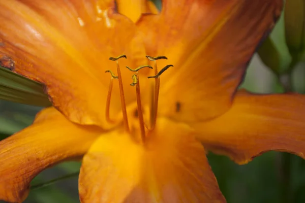 Ein Blick Auf Taglilie Blumen — Stockfoto