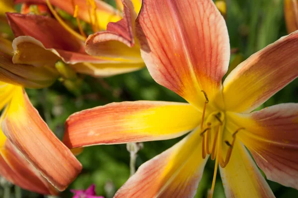 百合の花の眺め — ストック写真