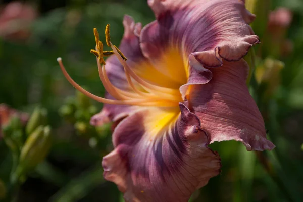 百合の花の眺め — ストック写真