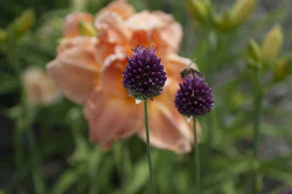 百合の花の眺め — ストック写真